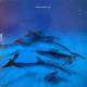 FRAZIER CHORUS / RAY [LP]